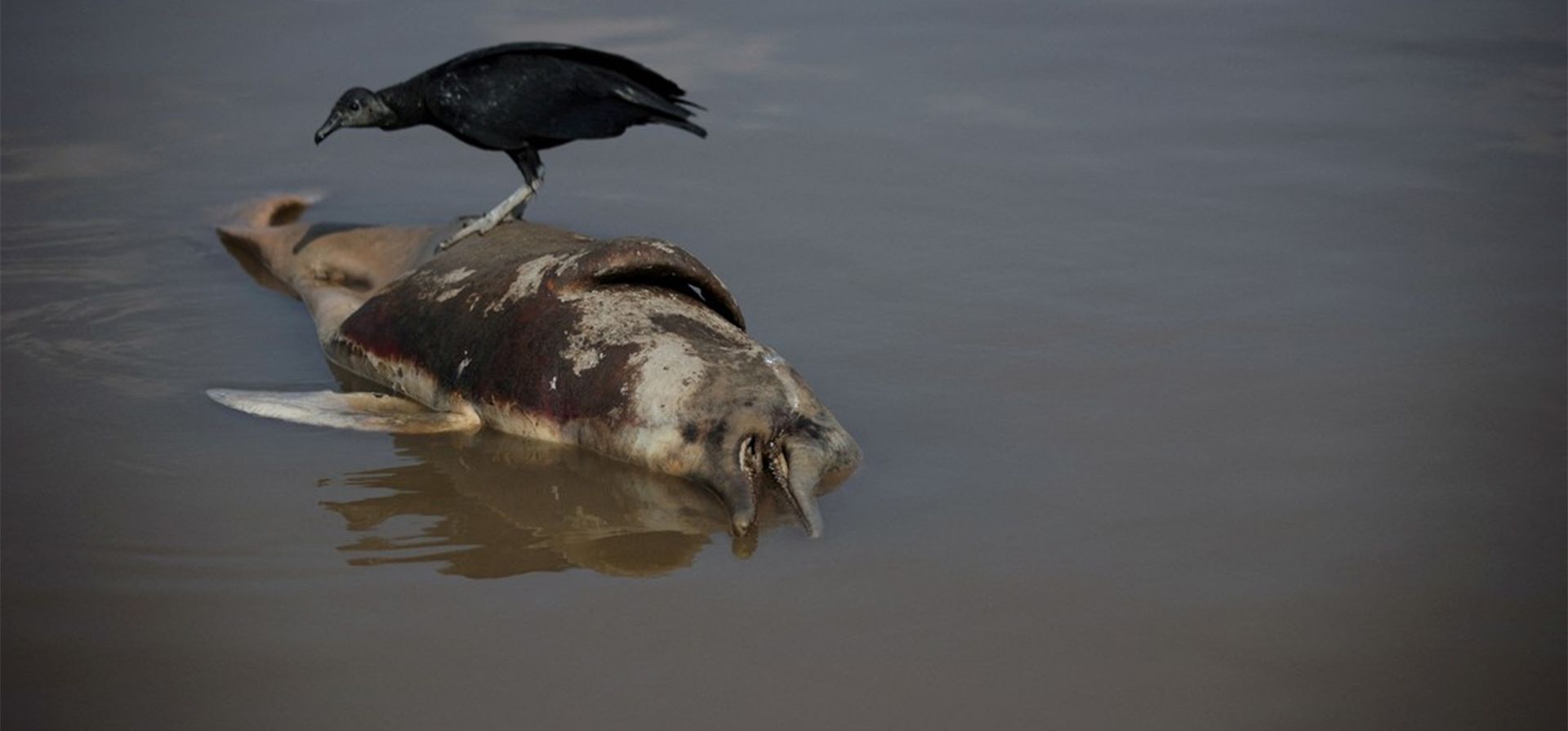 Un delfín muerto en el lago Tefe, que desemboca en el río Solimoes, afectado por las altas temperaturas y la sequía en Tefe, estado de Amazonas, Brasil. Foto: REUTERS/Bruno Kelly Un delfín muerto en el lago Tefe, que desemboca en el río Solimoes, afectado por las altas temperaturas y la sequía en Tefe, estado de Amazonas, Brasil. Foto: REUTERS/Bruno Kelly