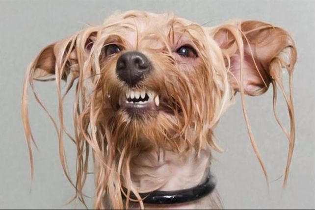 Los adorables y resignados perros mojados