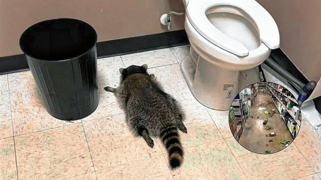 Mapache cayó del techo