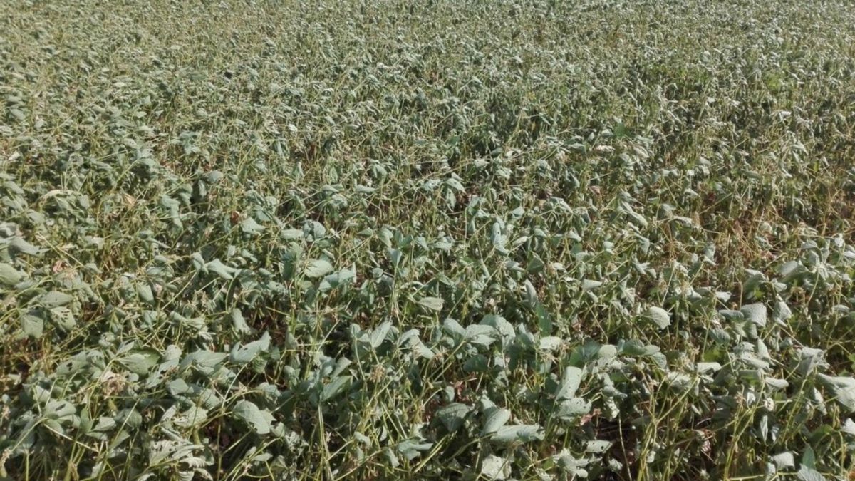 Las altas temperaturas y la sequía paralizaron la siembra de soja en el ...