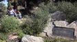 Un pino plantado en memoria de George Harrison murió infectado por escarabajos