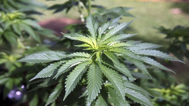 Promesa. La planta de cannabis tiene cualidades no exploradas aún.