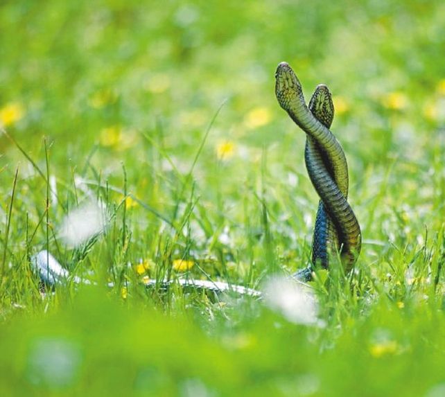 Los investigadores comenzaron la observación de los órganos genitales femeninos en serpientes y ballenas. / Archivo particular