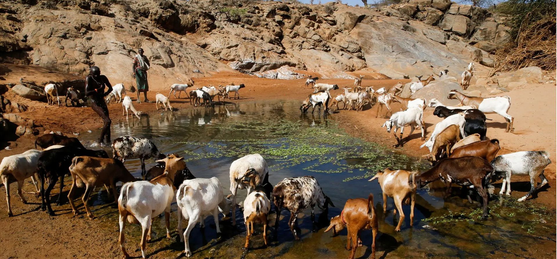 Un pastor lleva sus cabras a un charco cerca de la orilla seca de un río después de una prolongada sequía en Samburu, Kenia. Fotografía: Thomas Mukoya/Reuters