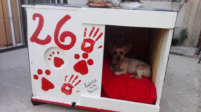Comodidad. Un picho disfrutando de su nuevo refugio&nbsp;