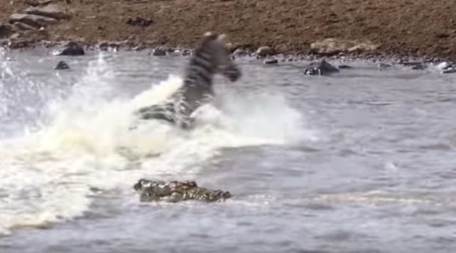 El triste final de una cebra bebé en manos de una manada de cocodrilos