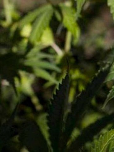 Tenía 23 plantas de marihuana, lo procesaron y alegó que no se determinó la capacitad tóxica
