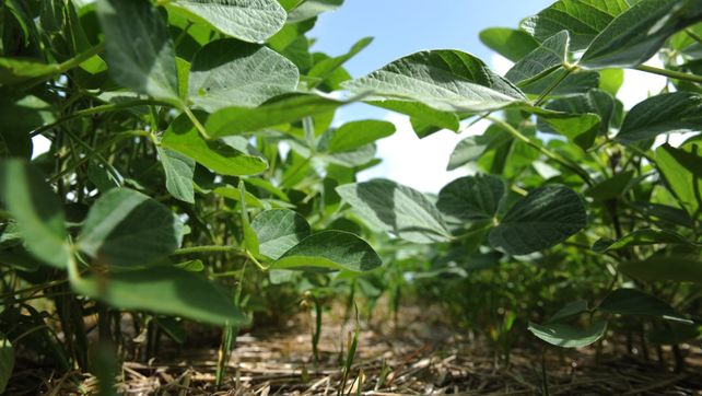 Investigadores del Inta lograron un bioinoculante que reduce un 20% las emisiones en soja