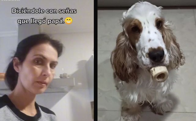El video de un perro sordo se hizo viral por entender el lenguaje de señas