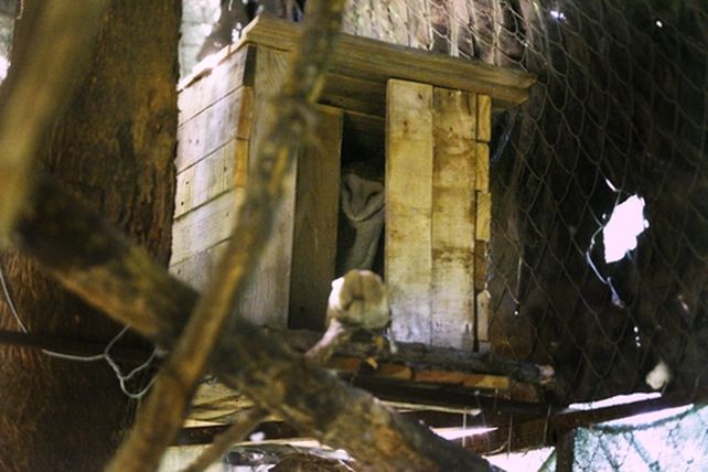 Promueven la colocación de refugios para las lechuzas campanario en el centro de Rosario