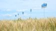 Brasil apuesta al trigo HB4 para duplicar su producción