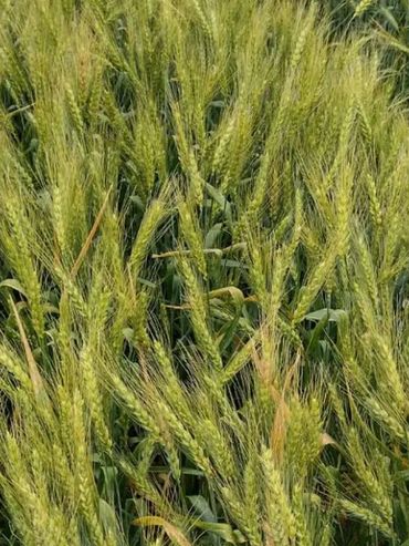 El trigo avanza en buenas condiciones, aunque crece la presión de enfermedades
