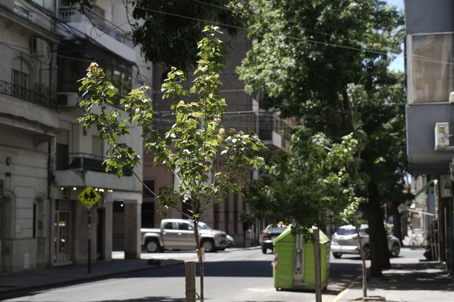 Más verde para la ciudad. Se espera la reposición de las especies caídas durante la tormenta.