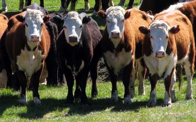 Científicos argentinos eliminaron el gen de la vaca loca