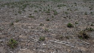 Toda la geografia santafesina sufre por falta de lluvias