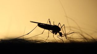 Se produjo la segunda muerte en el país por encefalitis equina