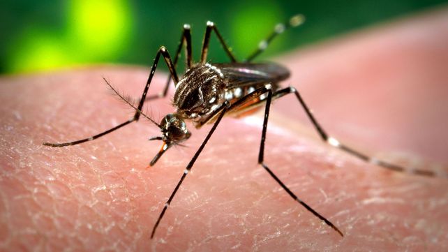 Mitigar el impacto del dengue es una tarea de todos