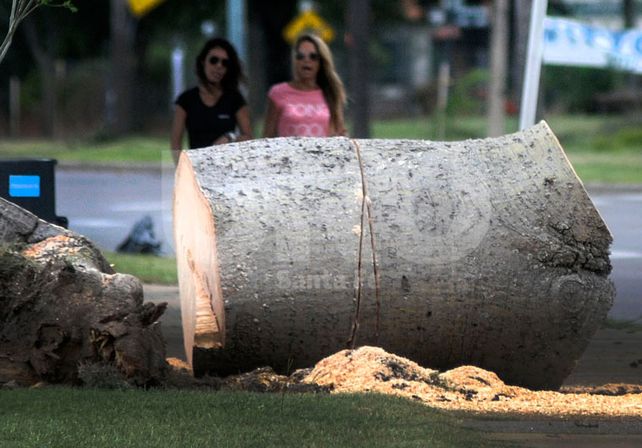 La tormenta dejó árboles caídos y cortes de luz y sigue vigente el alerta por lluvias