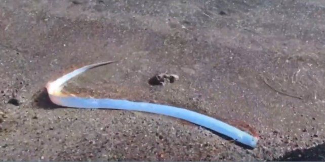 Después del diablo negro, apareció en México el extraño pez del fin del mundo