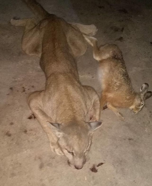 Sastre: mató a un puma, lo mostró en las redes y terminó imputado por la Justicia