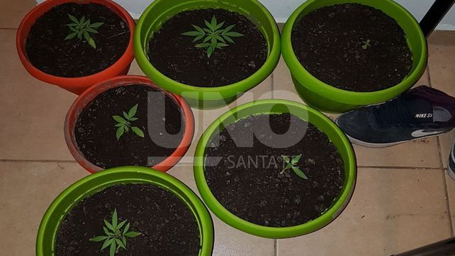 Santo Tomé: denunció a su hijo por llegar a su casa con 11 plantas de marihuana