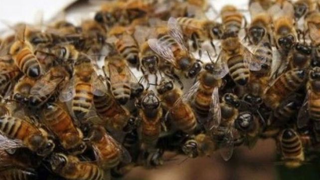 Murieron dos personas en Tucumán tras ser devoradas por un enjambre de abejas