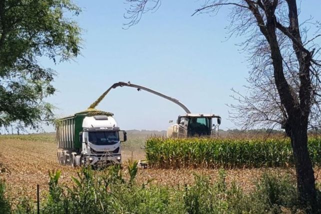 Campaña gruesa en Santa Fe: las lluvias sostienen los cultivos
