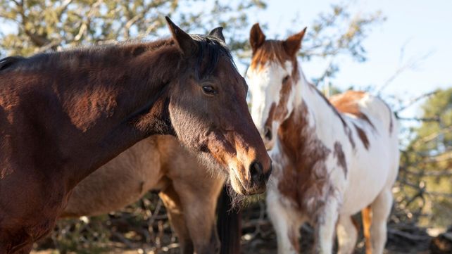 Día del Animal: La fecha tiene que ver con el fallecimiento