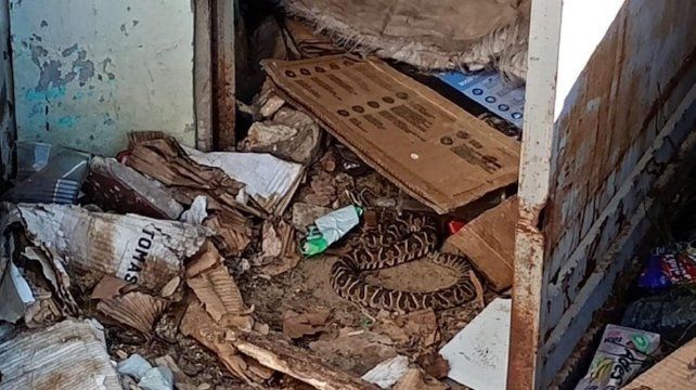 Apareció una yarará en La Florida y una culebra verde en Italia y el río