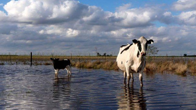 Se creó la línea de préstamos de asistencia a productores tamberos