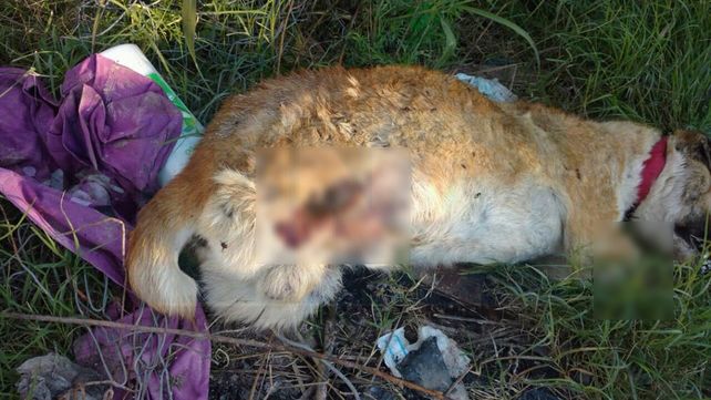 Encontraron un perro horriblemente mutilado en la zona oeste de Paraná