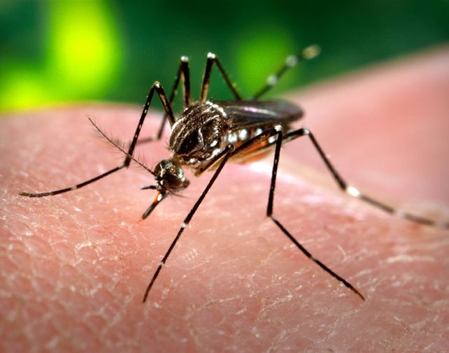 Brasil empieza a producir un mosquito contra el dengue