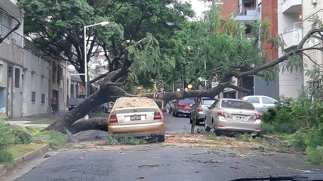 Se desprendió de raíz y se precipitó sobre el vehículo donde iba una pareja en Paraná.