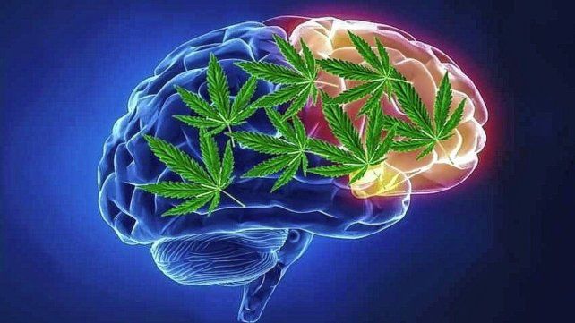 Qué cambios produce la marihuana en el cerebro humano