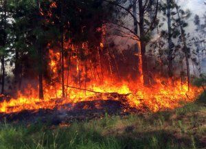 Corrientes arde otra vez y preocupan los Esteros del Iberá