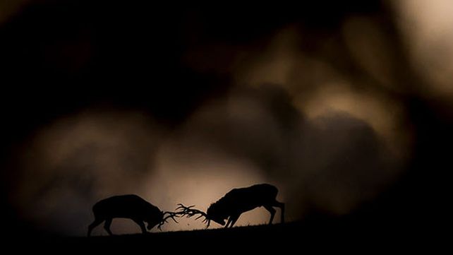 Imágenes ganadoras del premio Fotógrafo de Vida Silvestre 2018