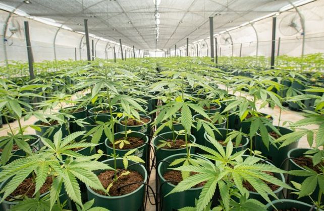 El diputado justicialista Leandro Busatto presentó un proyecto para que la provincia intervenga en la producción de cannabis.&nbsp;