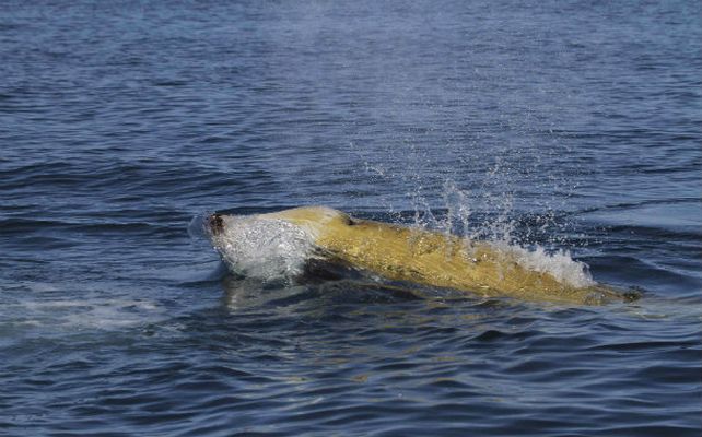 La ballena que marcó el récord.