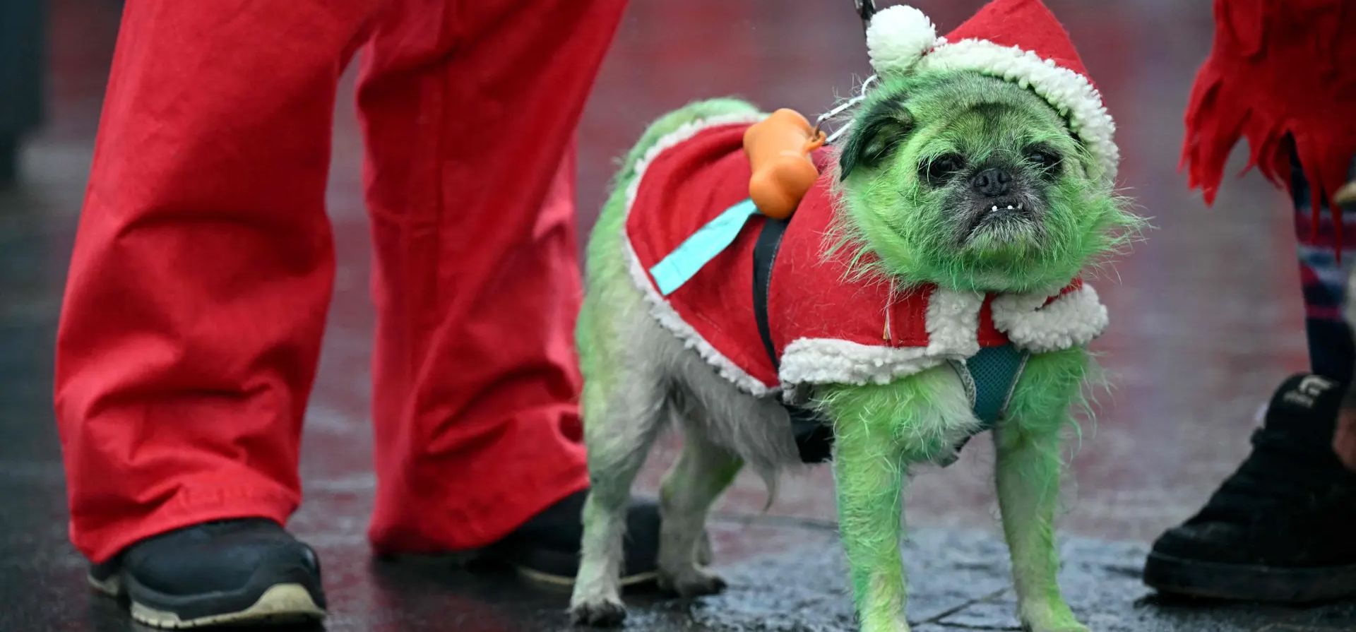 Liverpool, Reino Unido. Un corredor se prepara para participar en los 5 km anuales de Santa Dash con su perro, Pugsley. Fotografía: Oli Scarff/AFP/Getty Images
