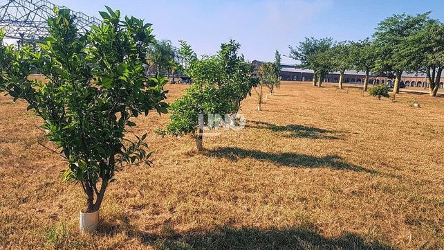 Parque Federal. Una plantación de más de 25 árboles frutales es mantenida por los propios vecinos del barrio.&nbsp;