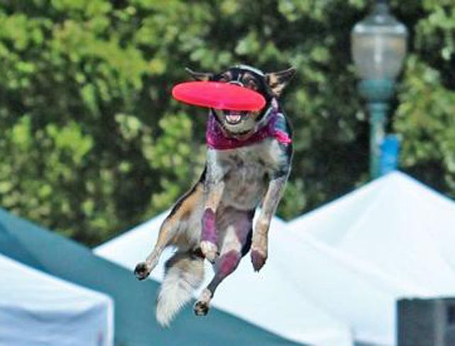 La competición busca al mejor perro y al mejor propietario