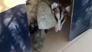La madre y sus crías fueron soltadas en la zona rural de Roldán.