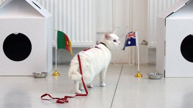Ya está el remplazante del Pulpo Paul: Aquiles, un gato blanco y sordo