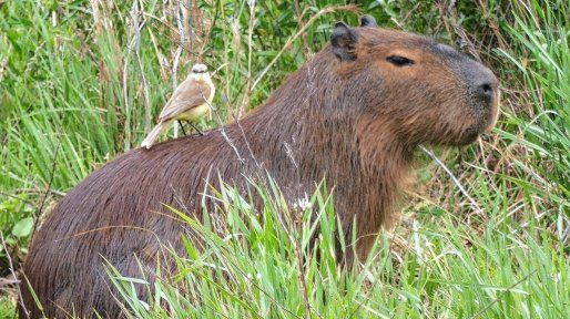Parques Nacionales El Palmar y Pre Delta: espacios claves para la conservación de la biodiversidad