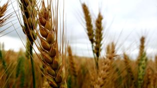 Pujante. El trigo aumentará un 12% su producción, estimó la BCBA.