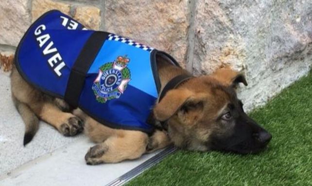 Un perro policía perdió su trabajo por ser demasiado tierno, aunque ya consiguió otro