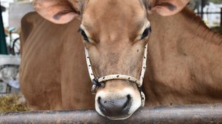 Intentaron robar una vaca de 400 kilos en Los Zapallos: mataron al animal y uno de los acusados quedó en prisión preventiva