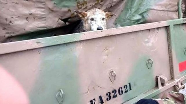 La conmovedora historia de una mascota perdida en el temporal en Comodoro