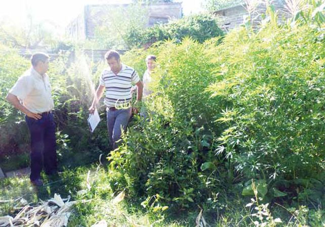 Para consumir. El Tribunal entendió que las plantas no tenían como destino el narcotráfico.