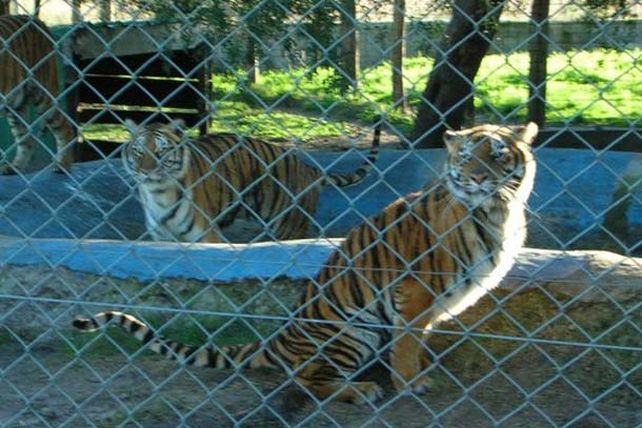 Provincia y municipio de Concordia investigan si hay maltrato animal en el parque Arca de Enrimir